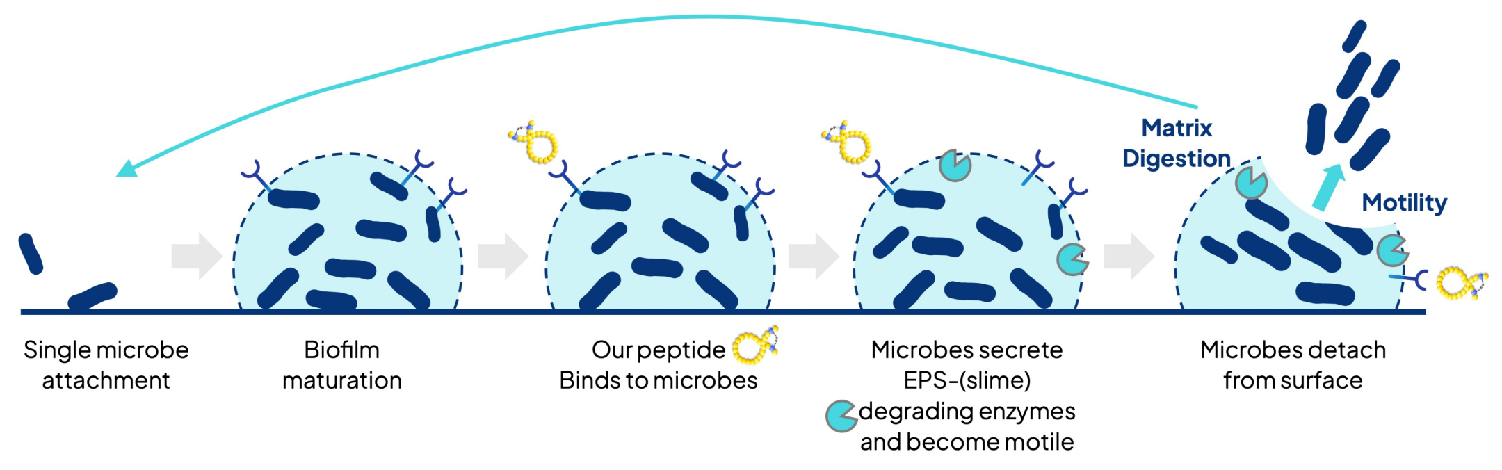 Microbial life cycle: attachment to dispersal